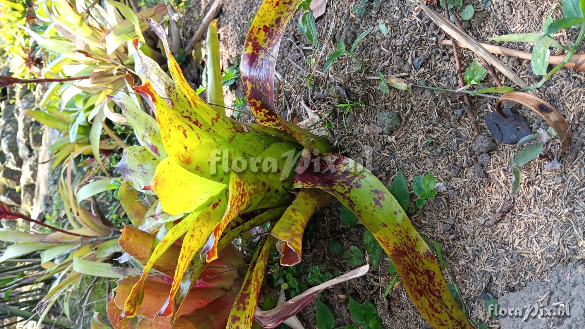 Neoregelia kautskyi