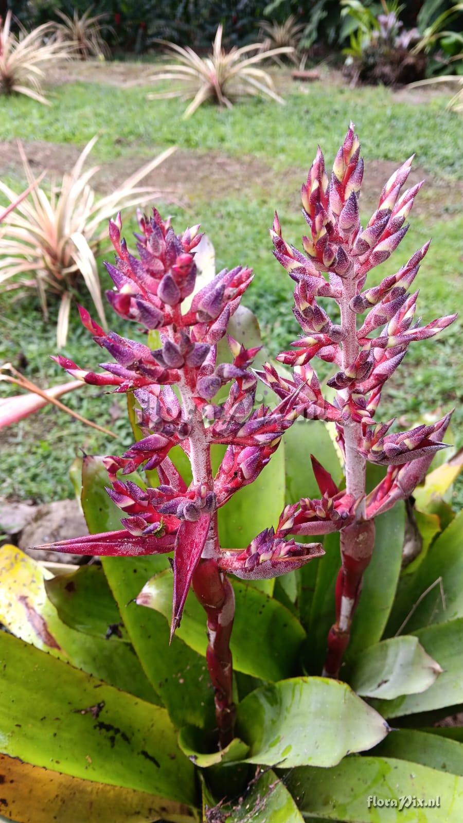Aechmea hybrid