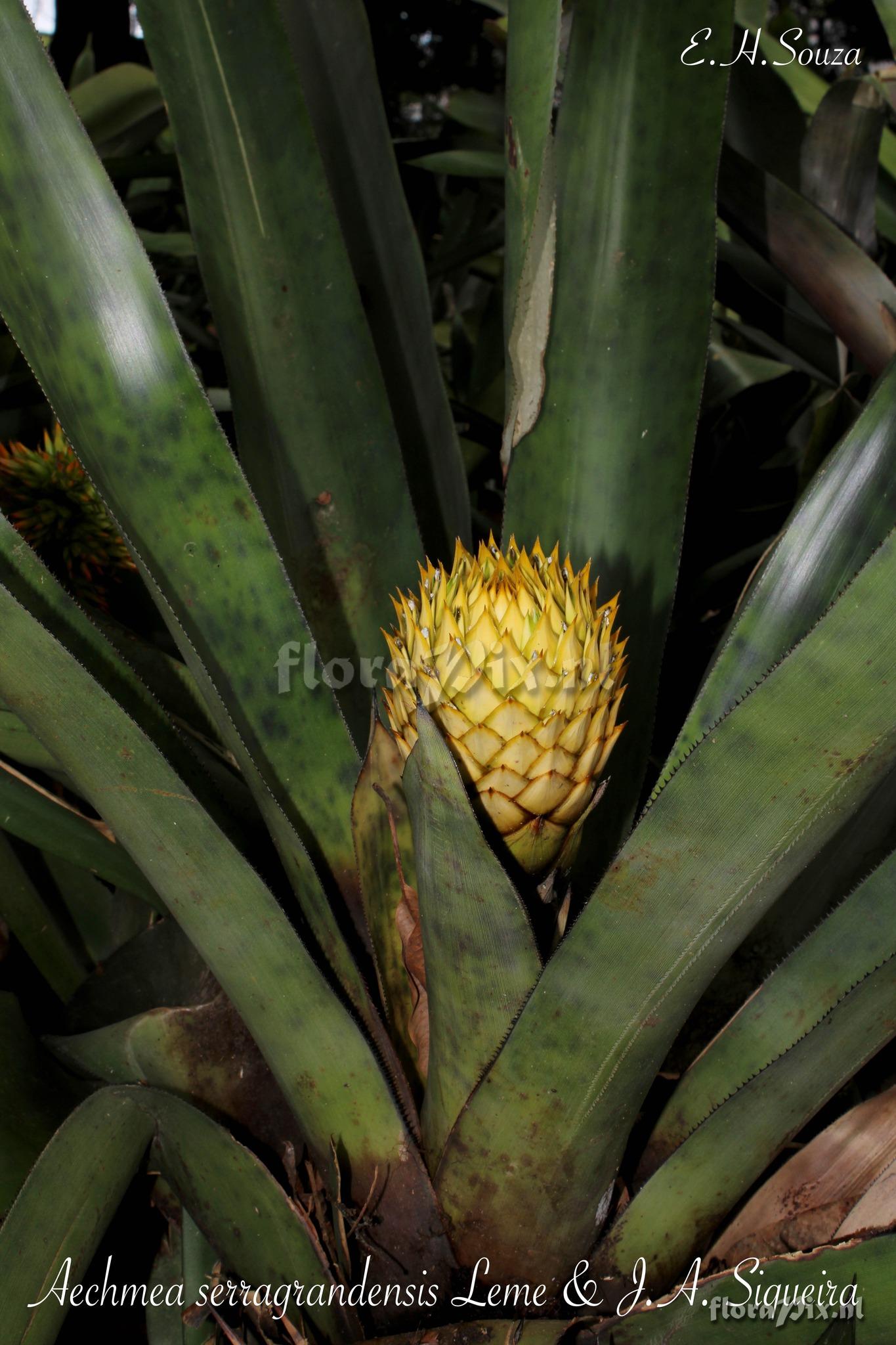 Aechmea serragrandensis