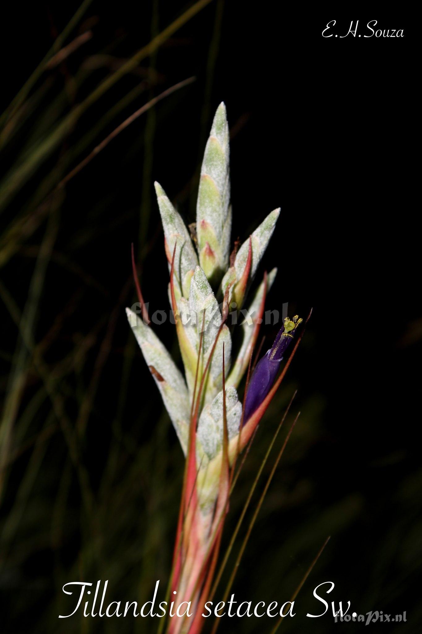 Tillandsia setacea