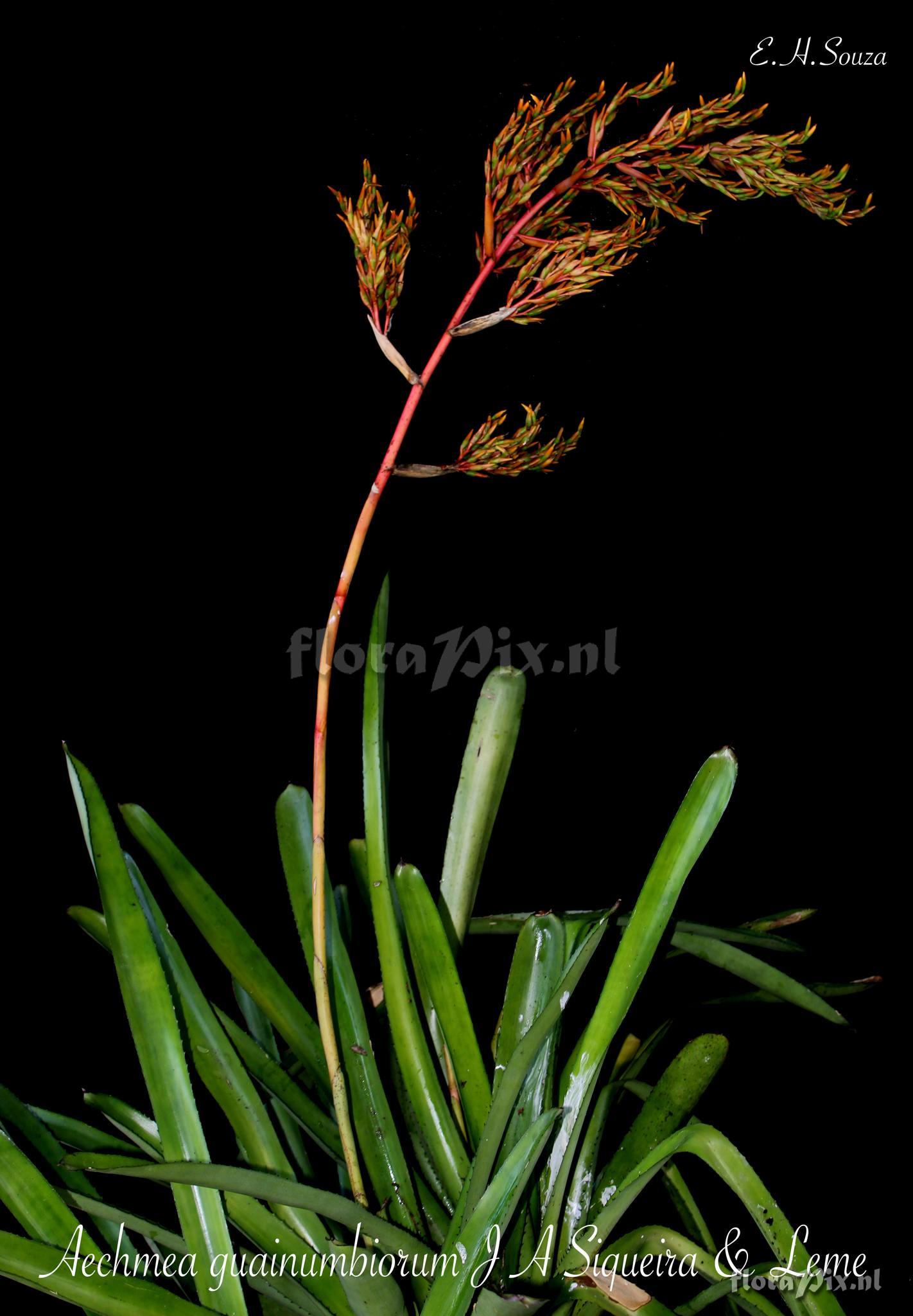 Aechmea guainumbiorum