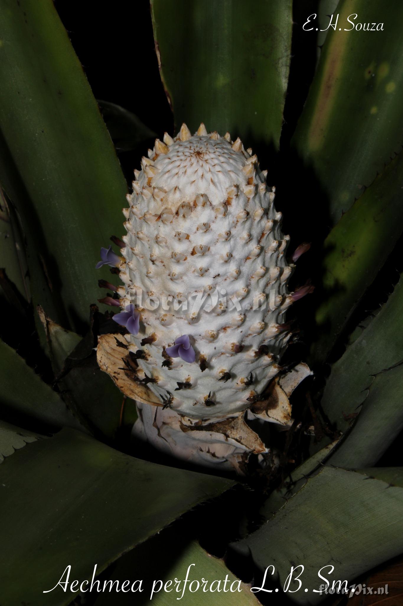 Aechmea perforata