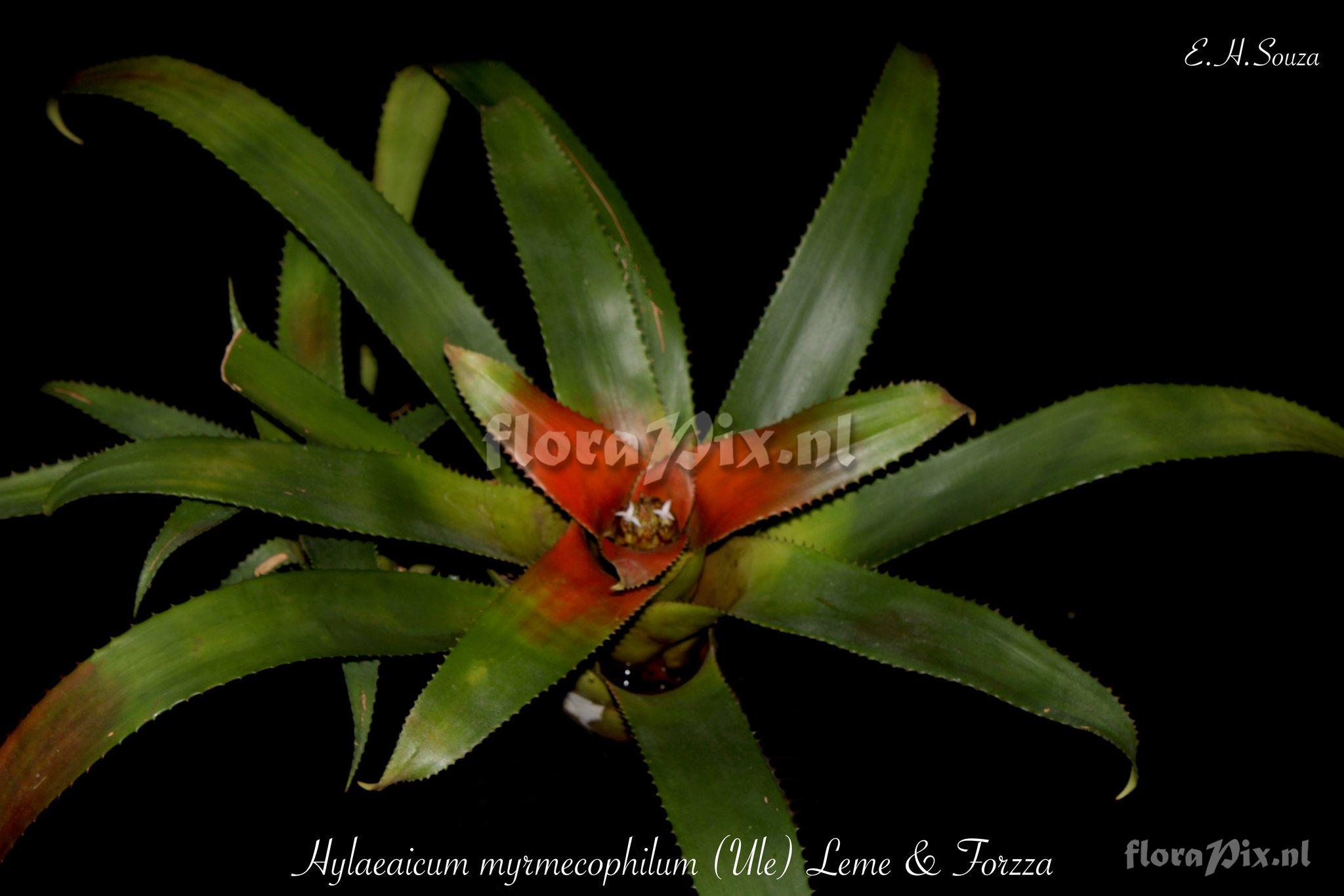 Hylaeaicum myrmecophilum