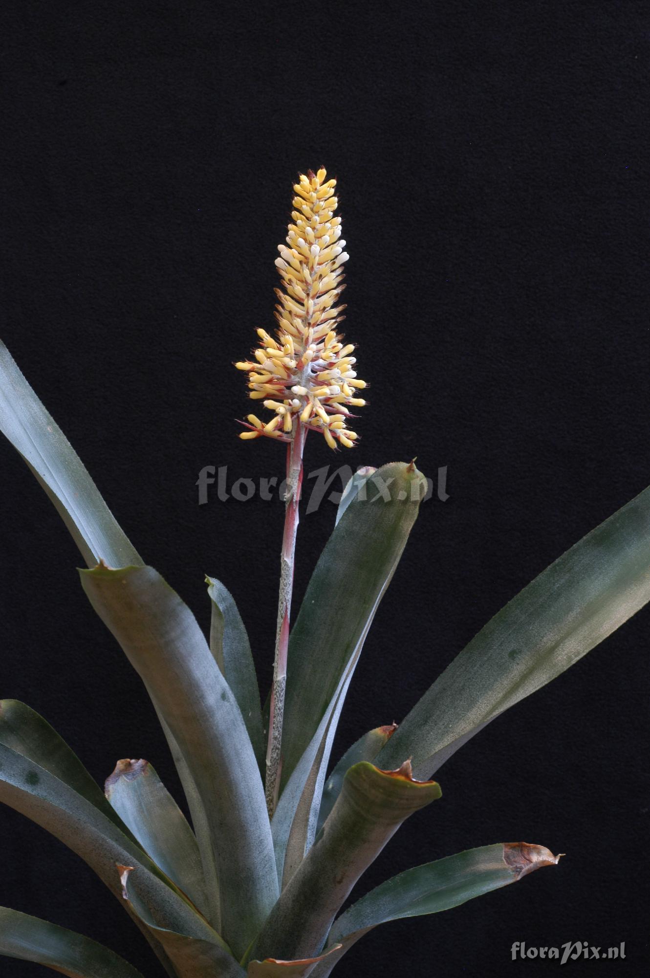 Aechmea  cf. caudata f. albiflora