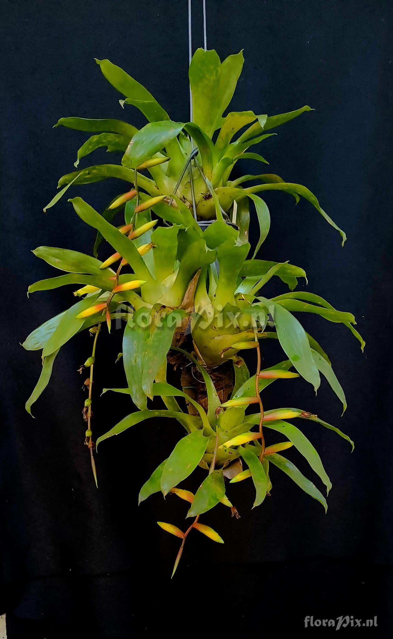 Vriesea scalaris