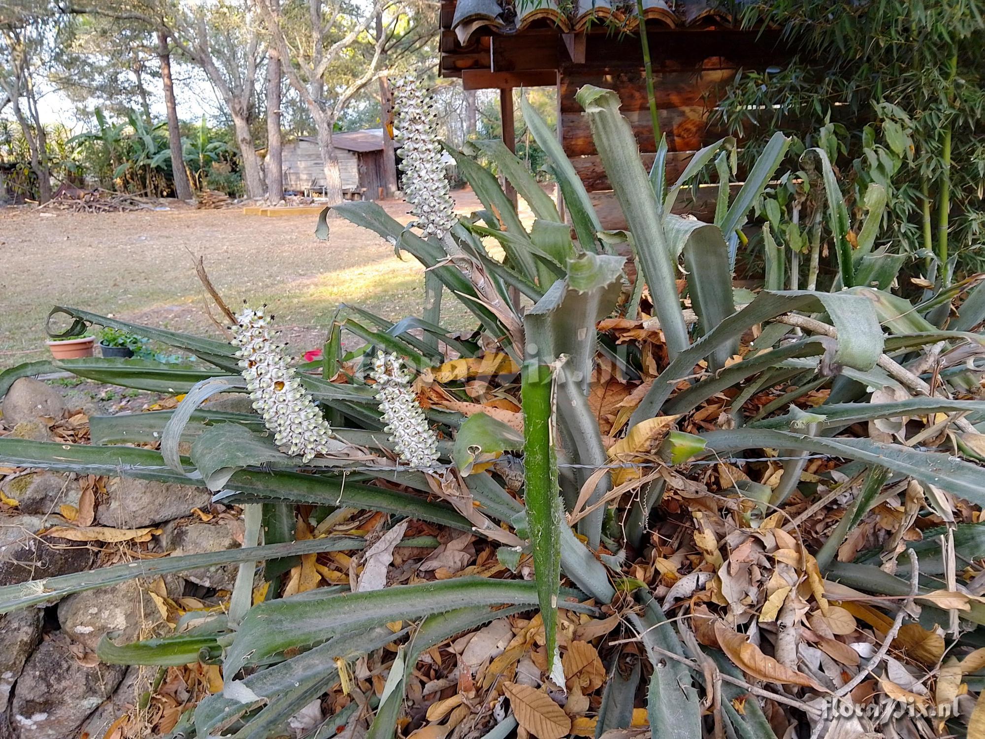 Aechmea bromeliifolia