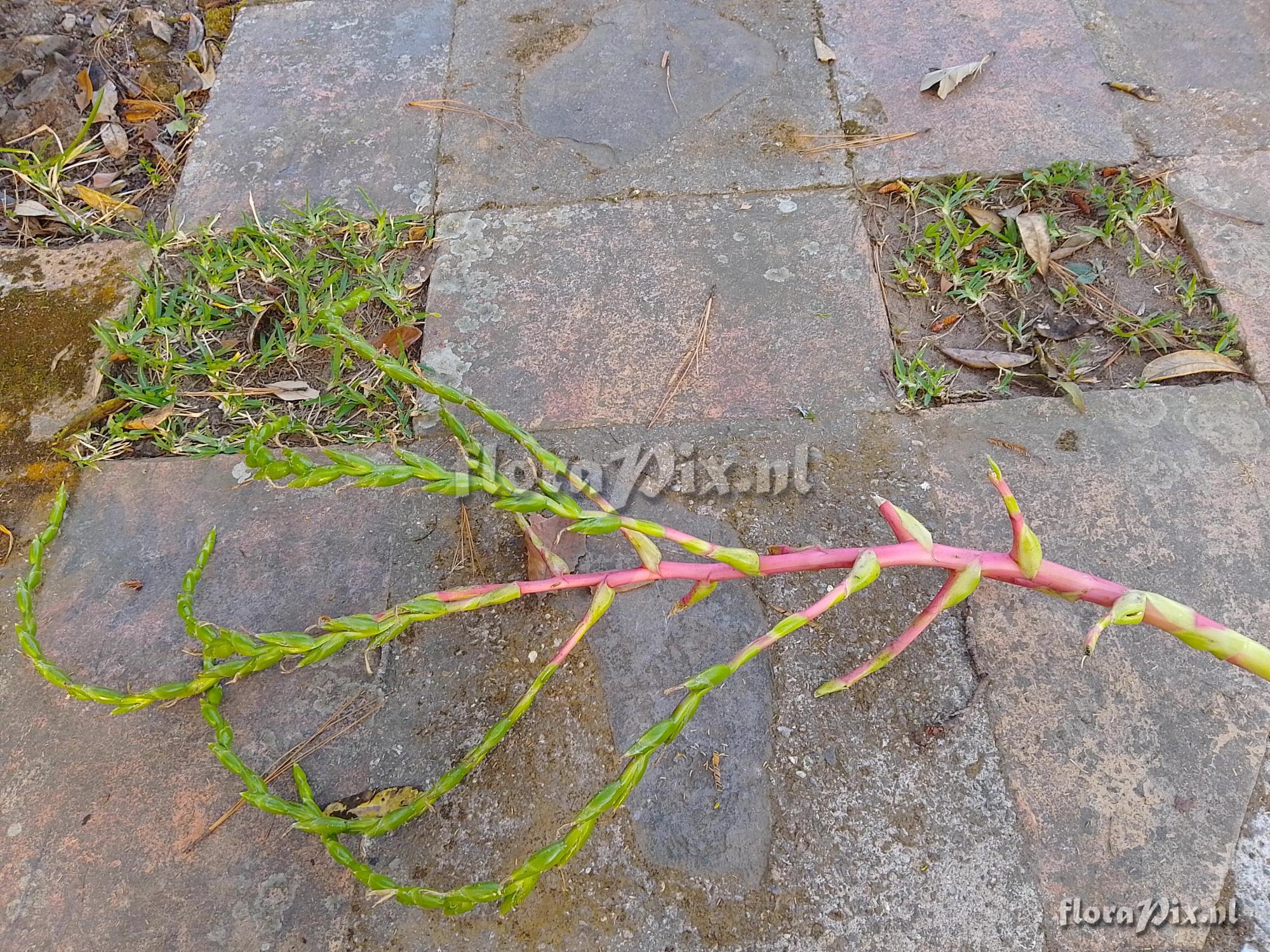 Tillandsia cyanea