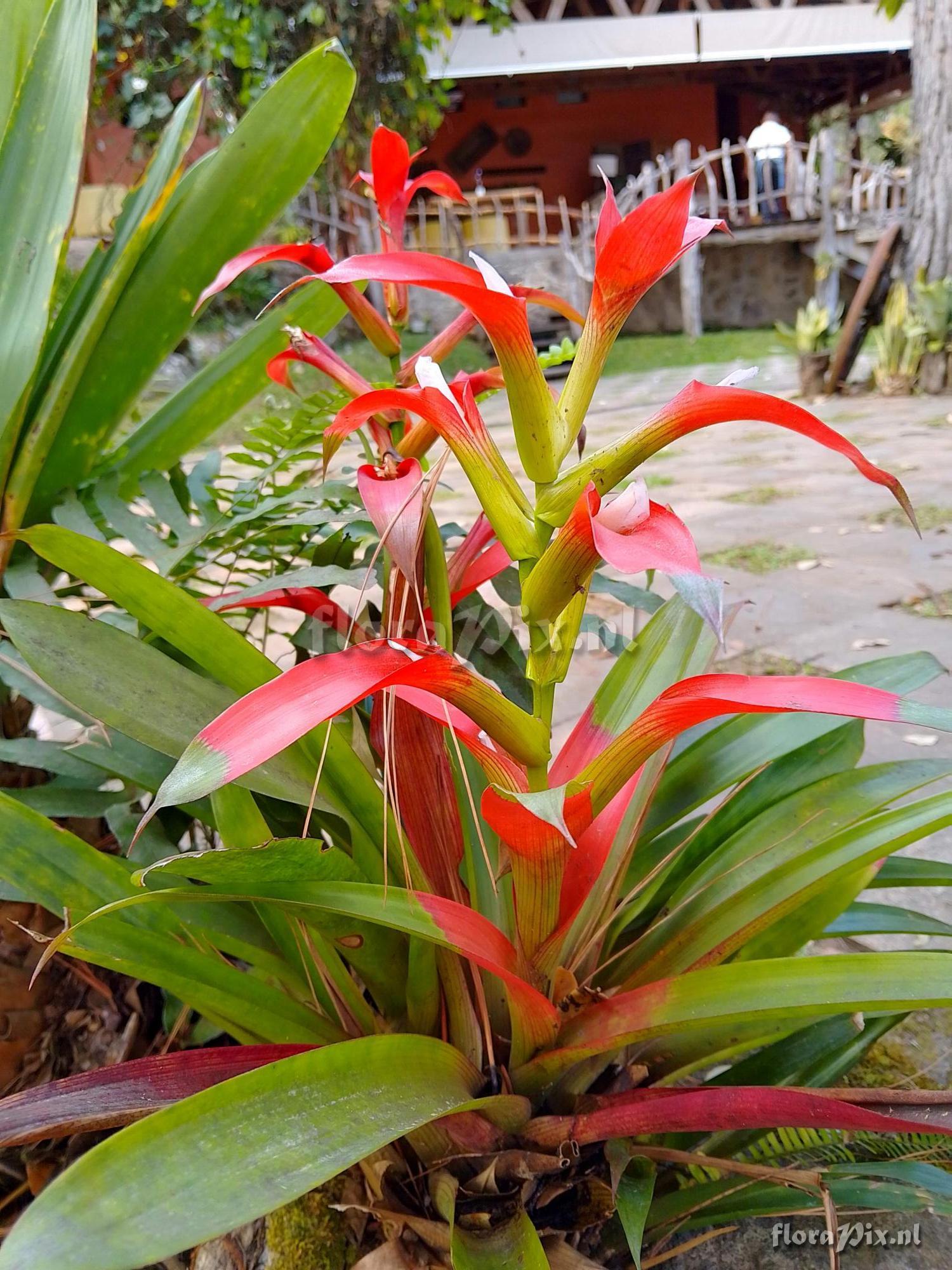 Guzmania wittmackii