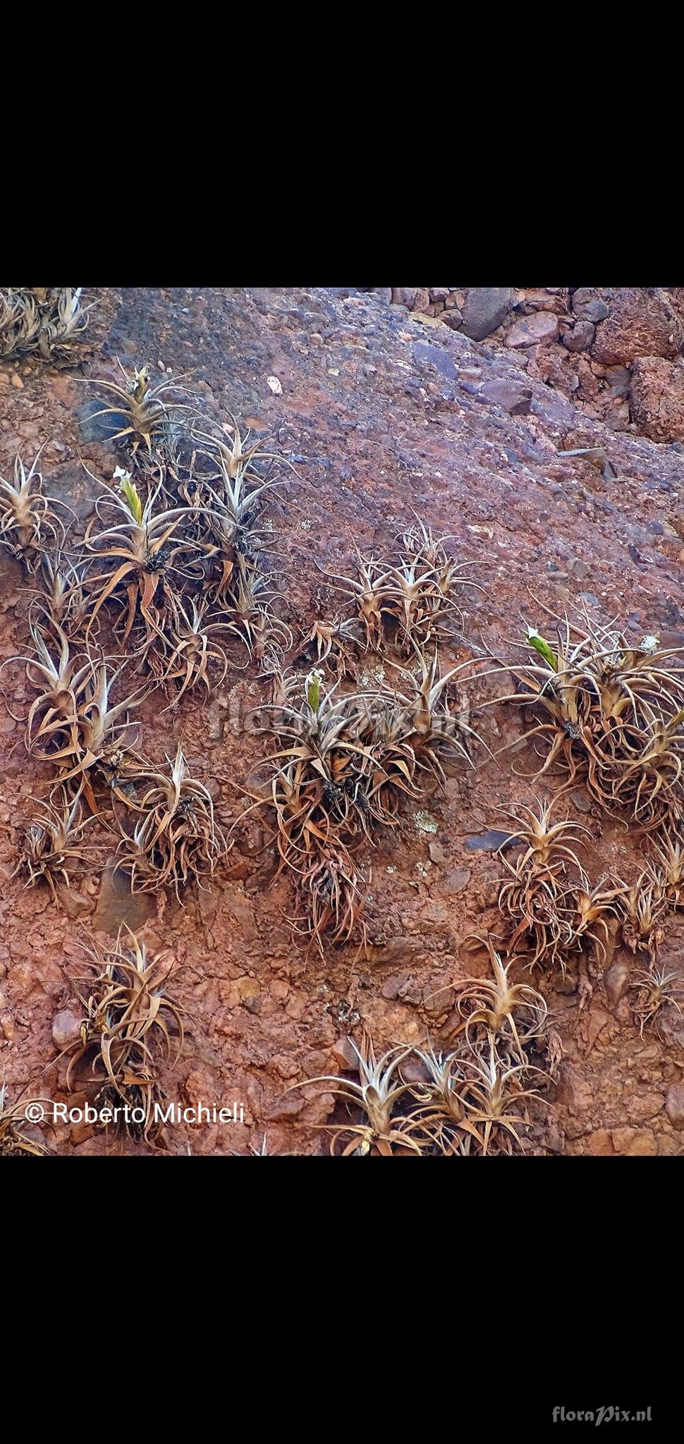 Tillandsia camargoensis