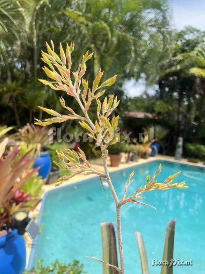 Aechmea werdermannii