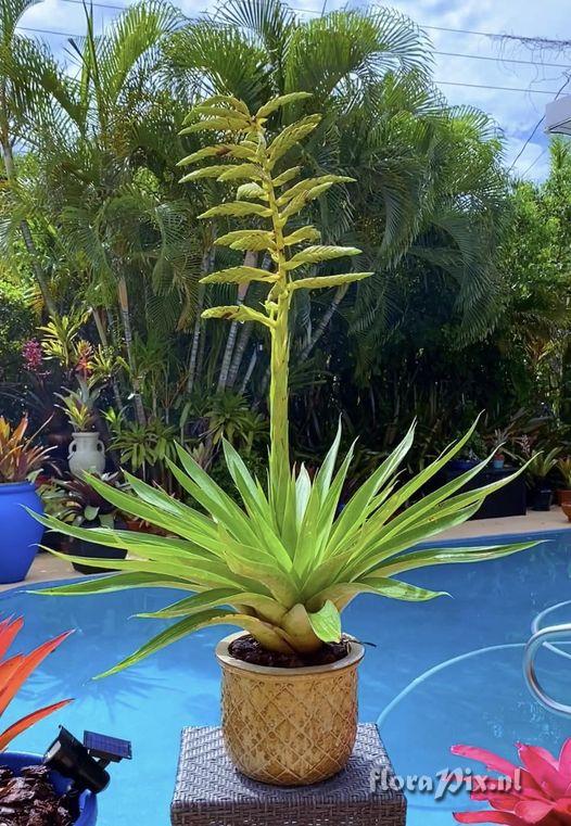 Tillandsia oerstediana