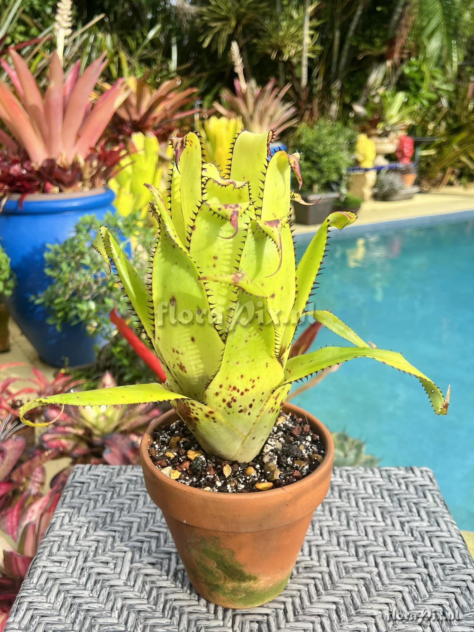 Aechmea triangularis