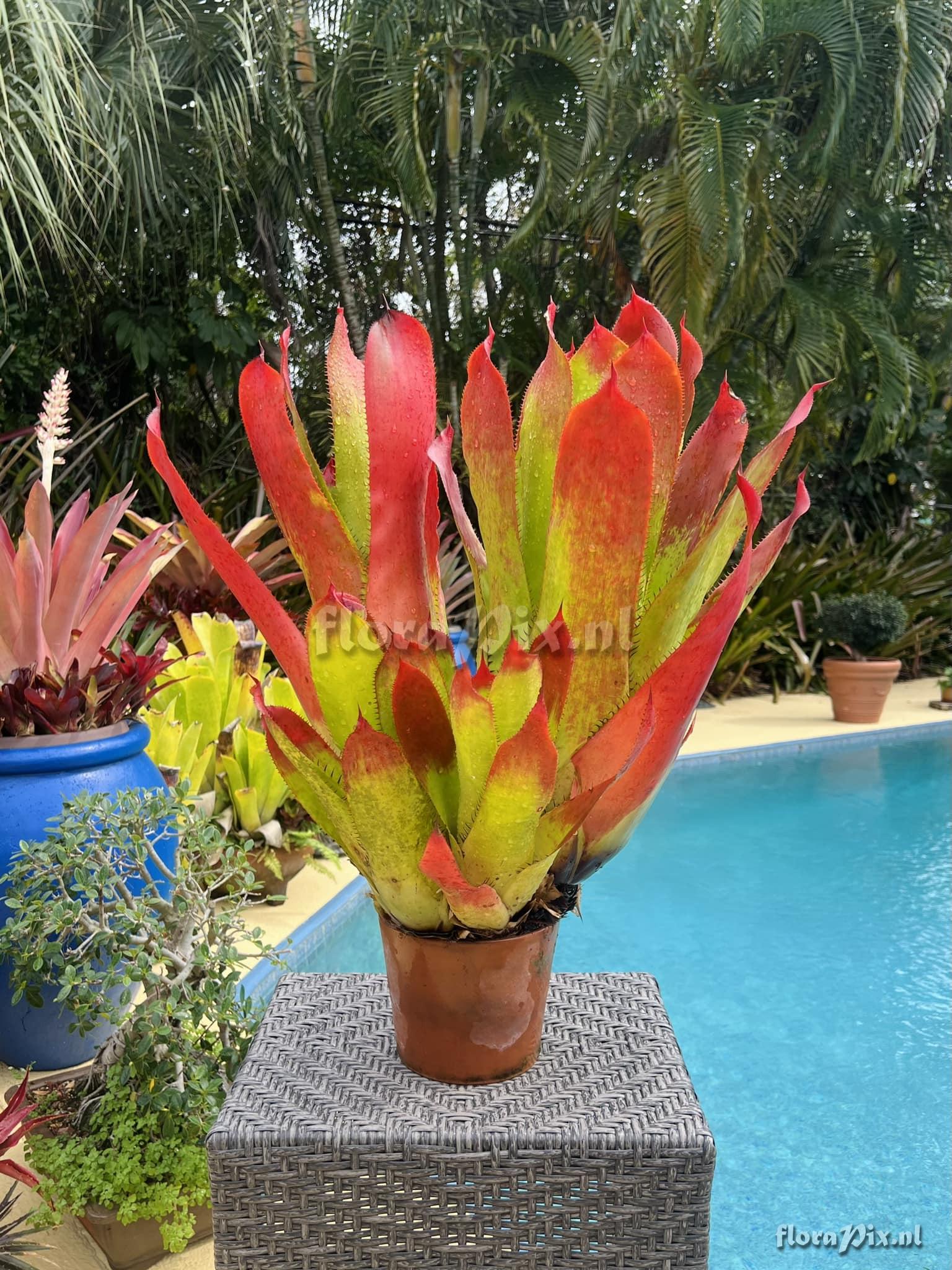 Aechmea ampla