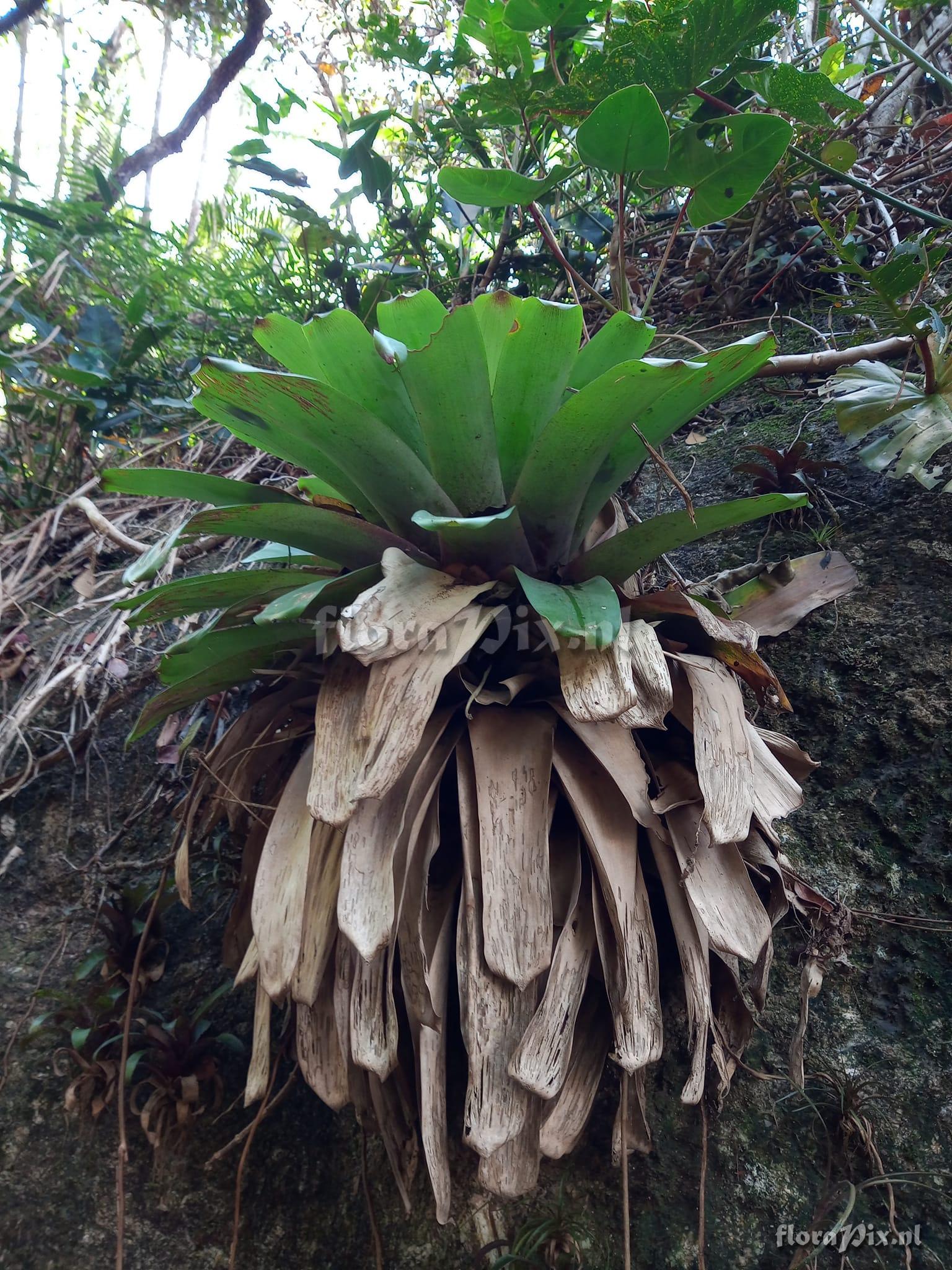 Vriesea santaleopoldinensis