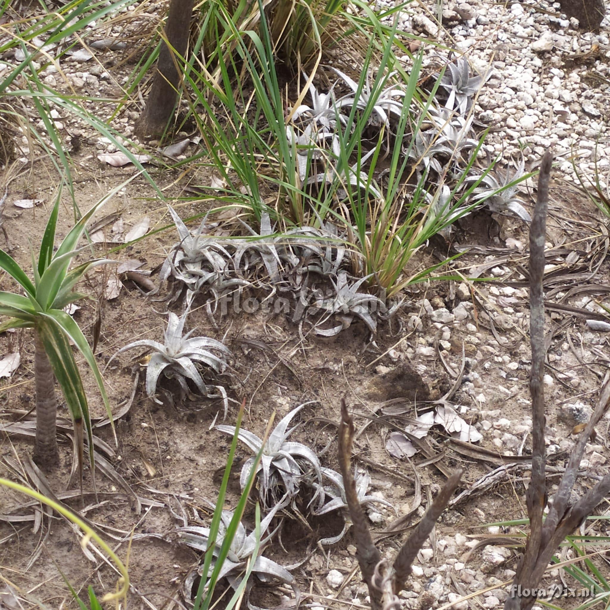 Dyckia braunii