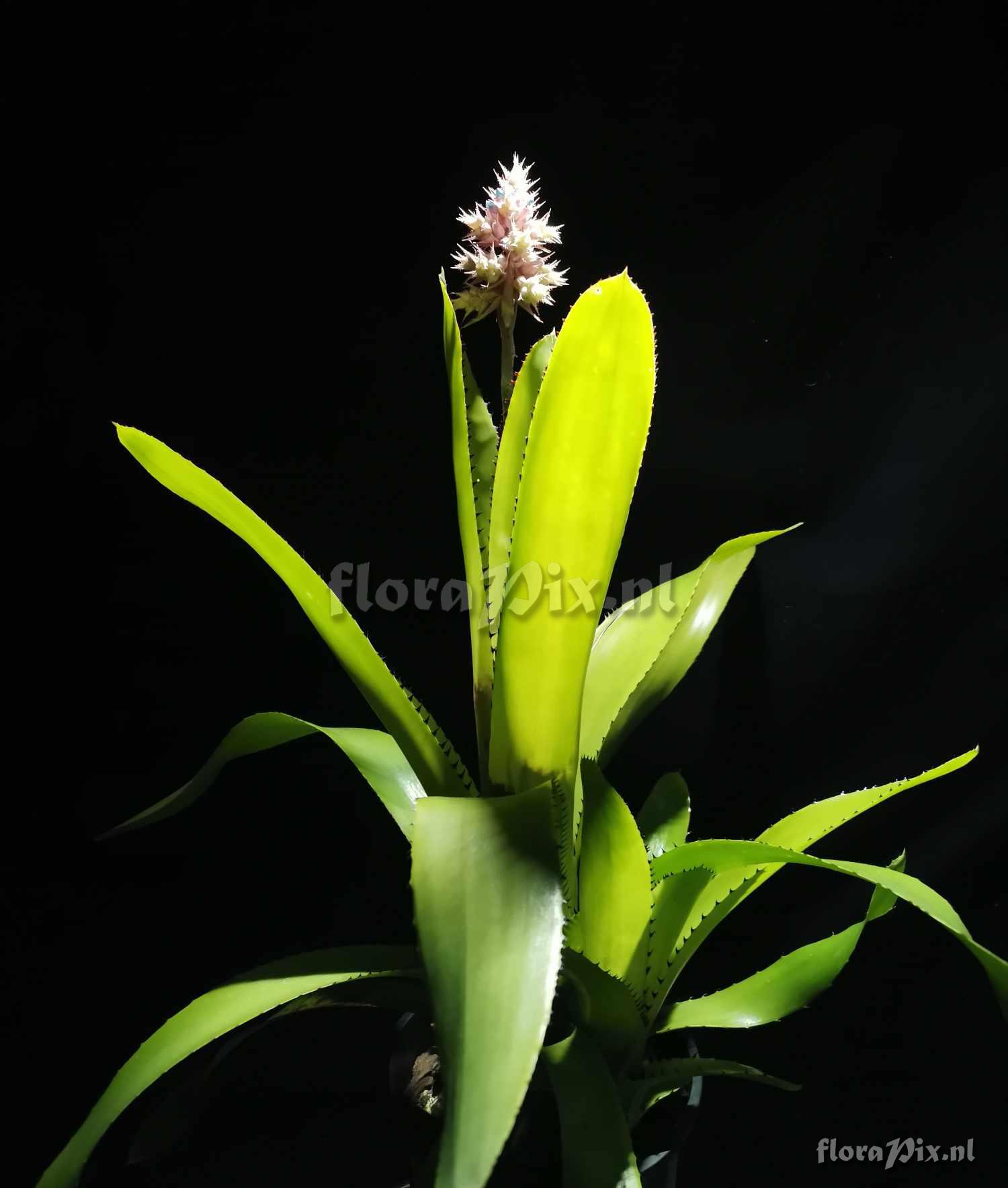 Aechmea caesia