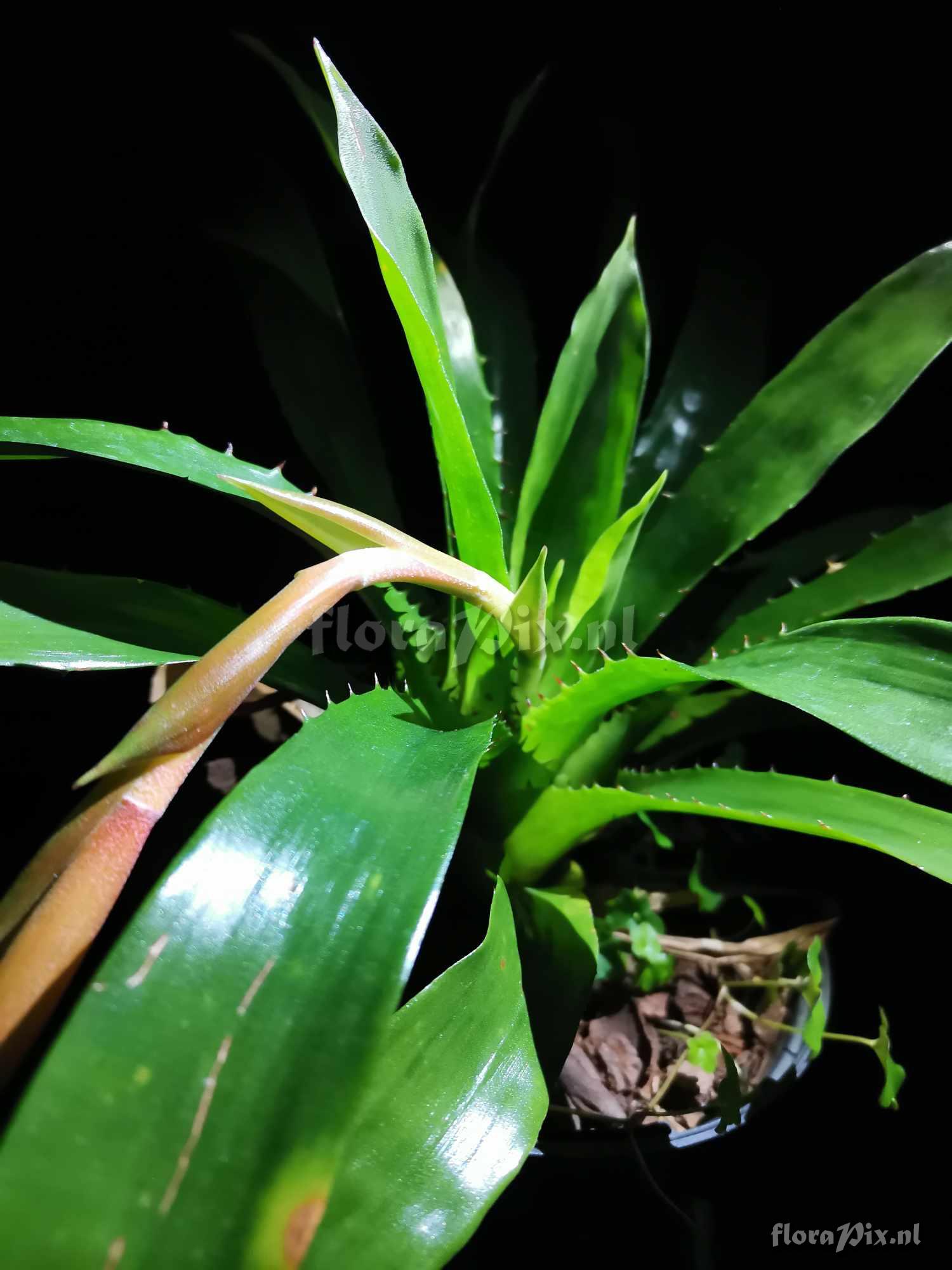 Aechmea azurea