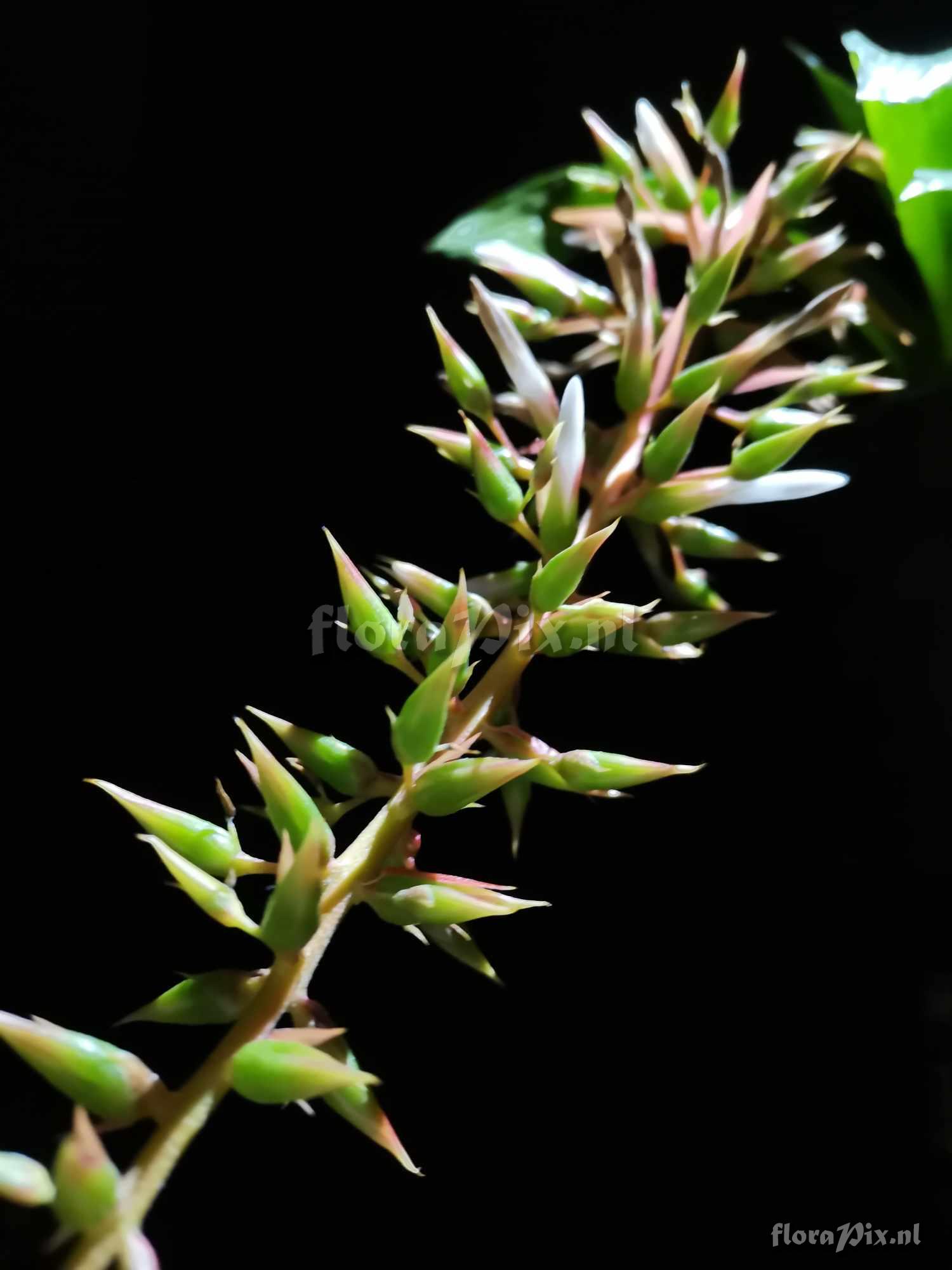 Aechmea azurea