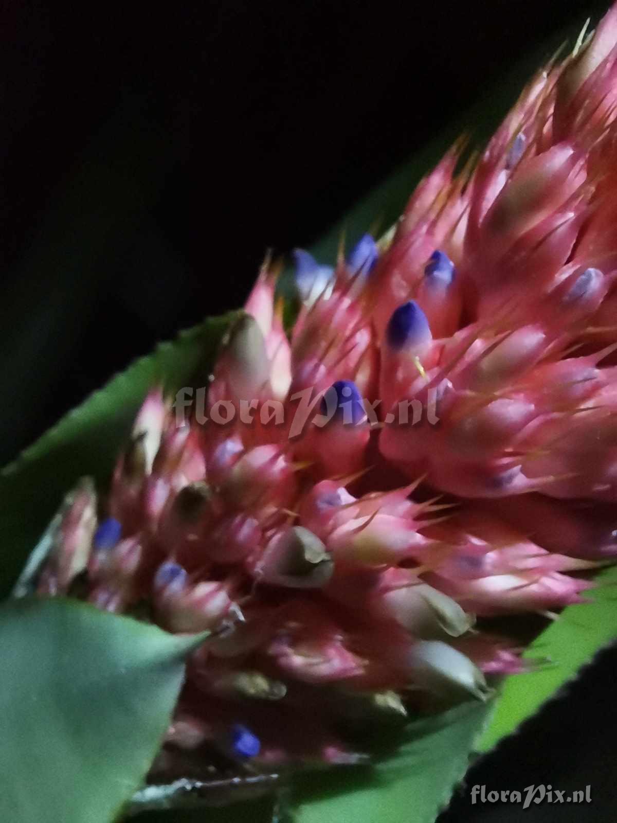 Aechmea phanerophlebia