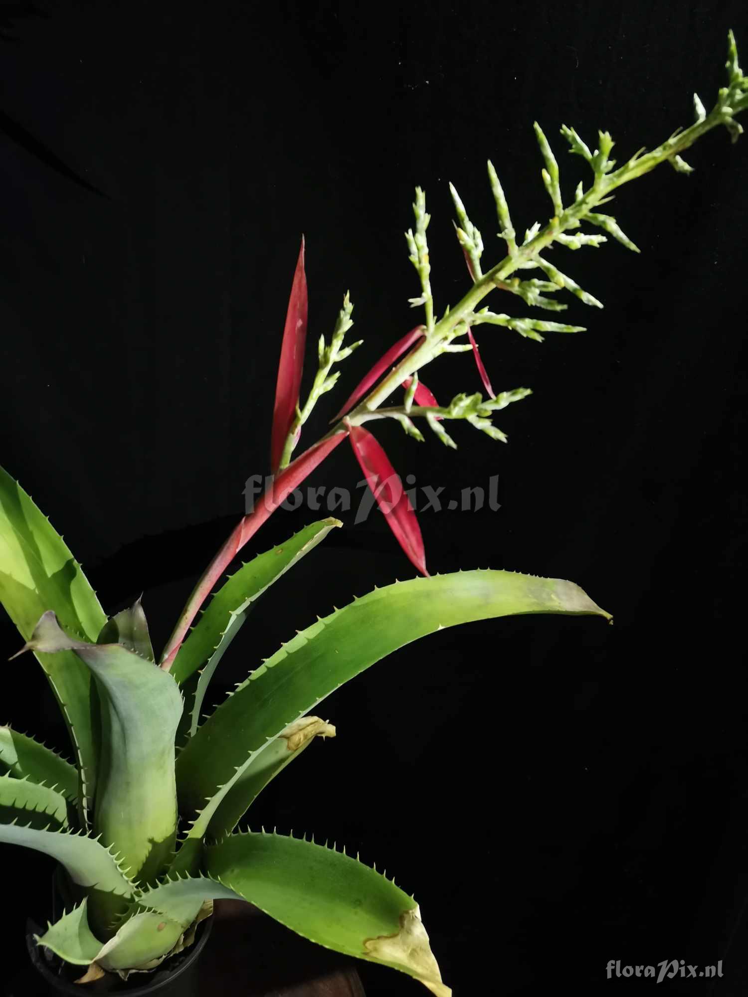 Aechmea bracteata