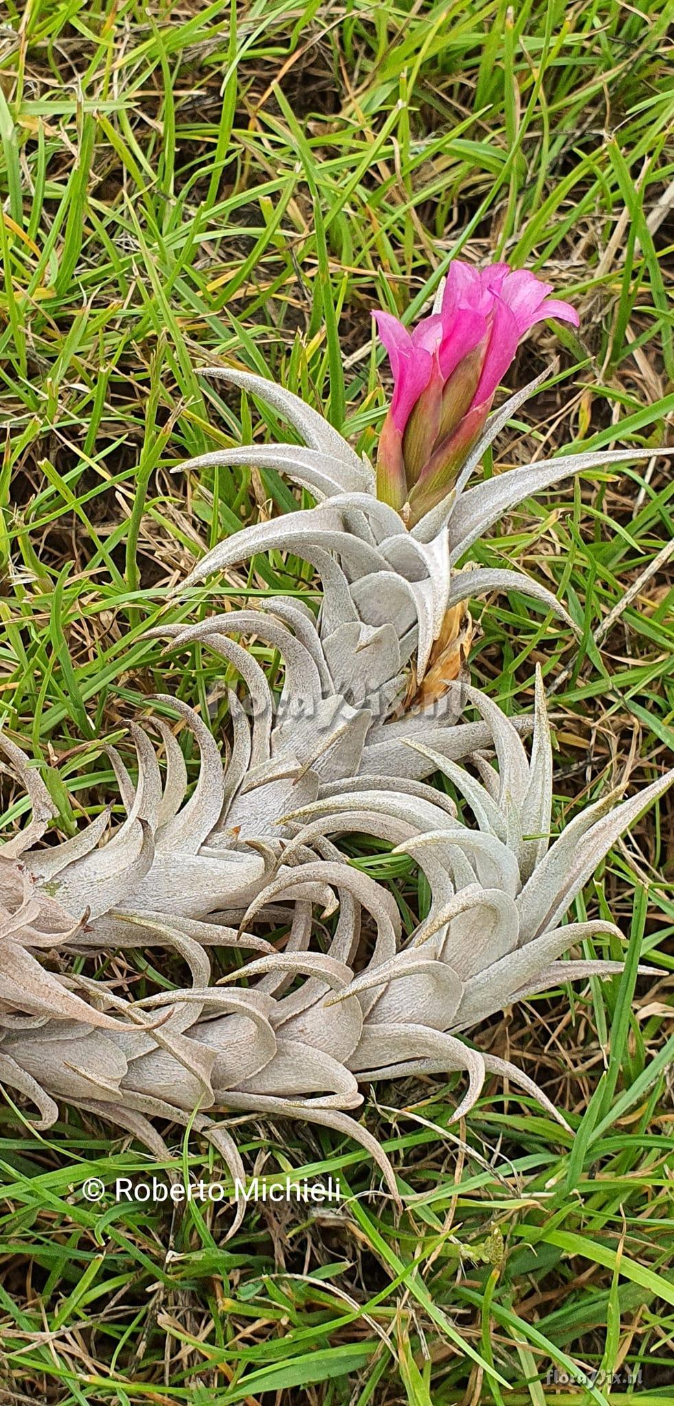 Tillandsia friesii