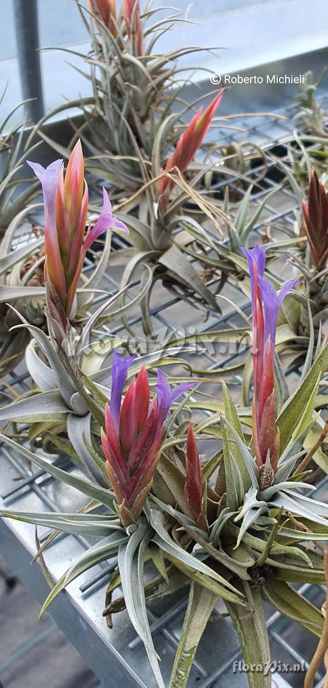 Tillandsia hegeri