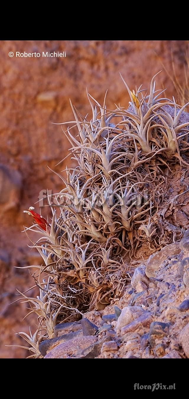 Tillandsia muhriae