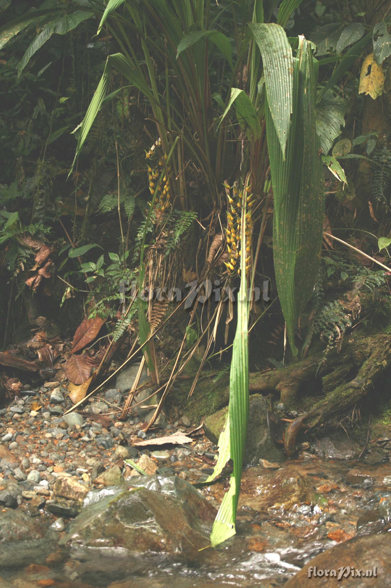 Pitcairnia sp.?