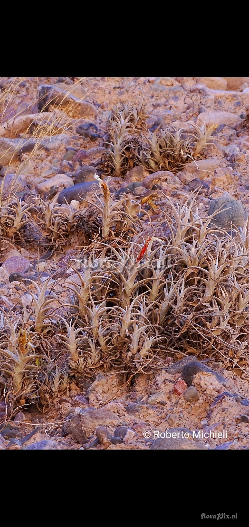 Tillandsia muhriae