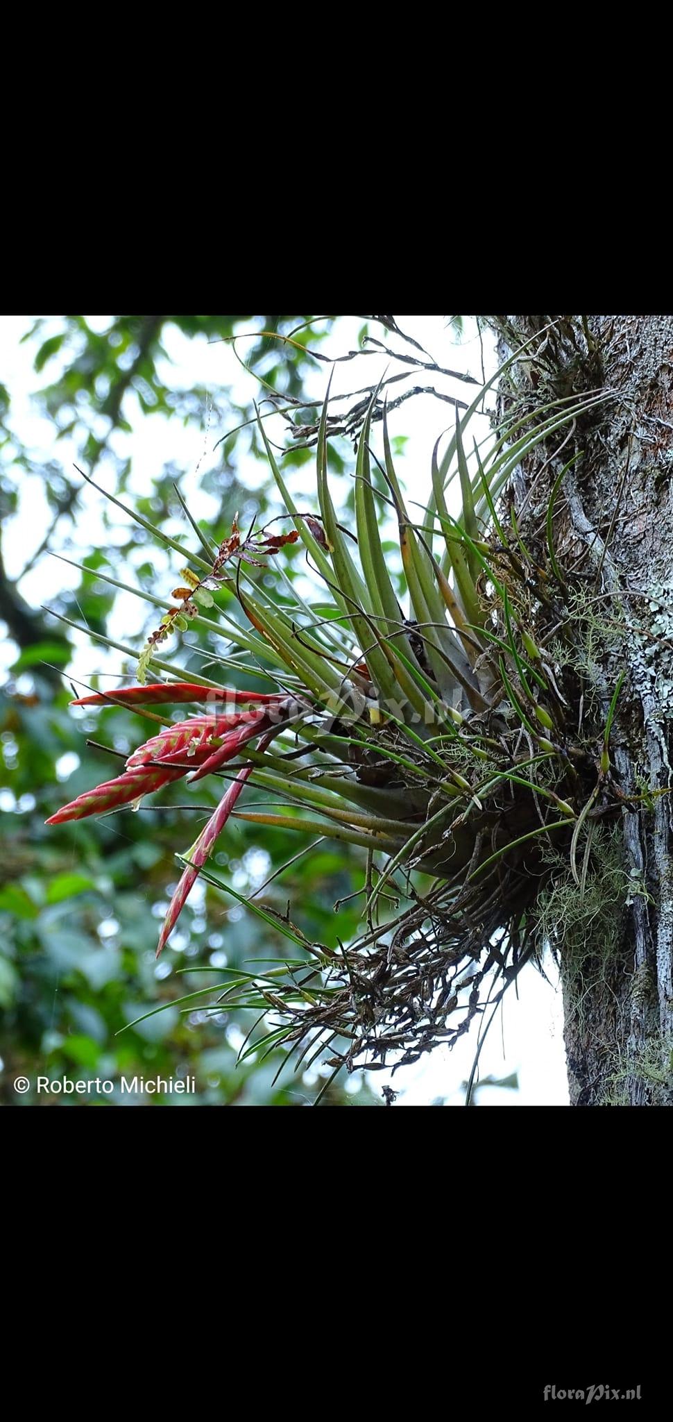 Tillandsia chontalensis