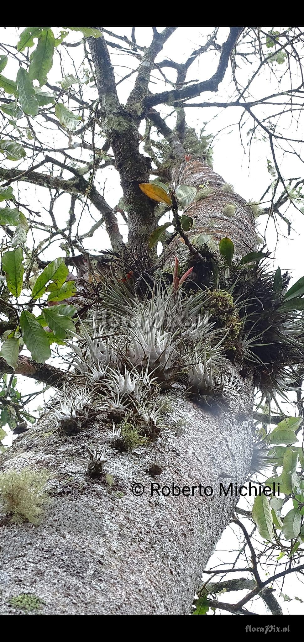 Tillandsia chontalensis