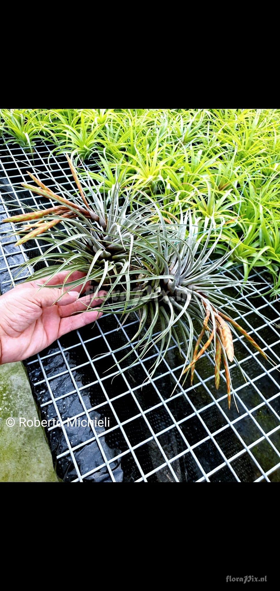 Tillandsia chontalensis