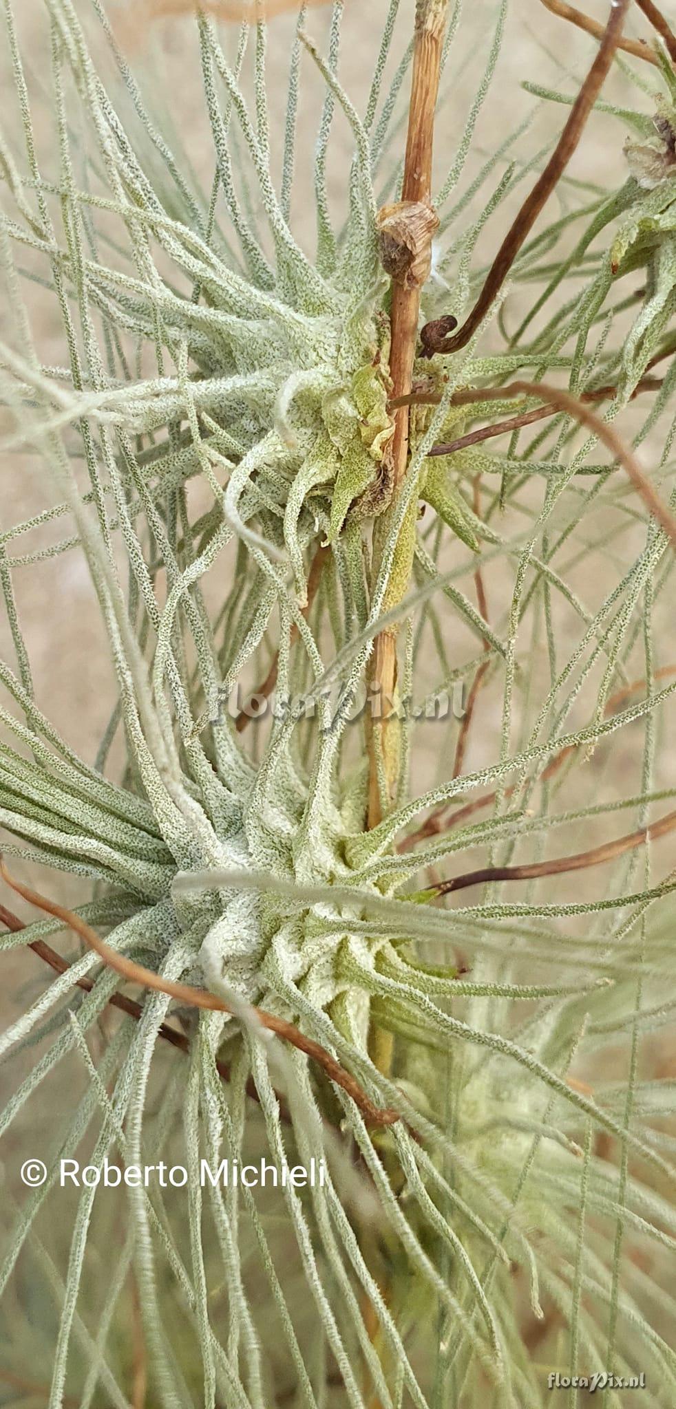 Tillandsia fuchsii forma gracilis