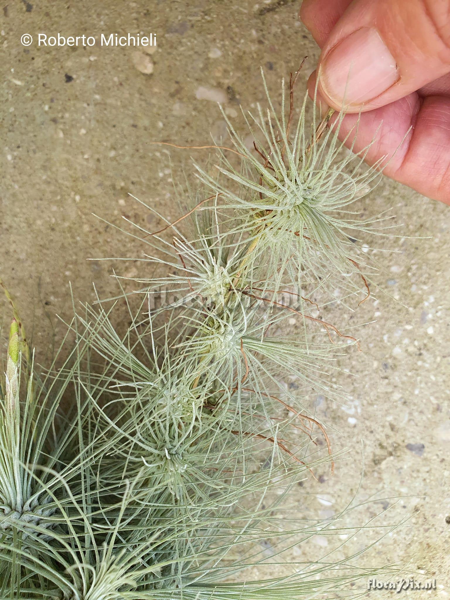 Tillandsia fuchsii forma gracilis