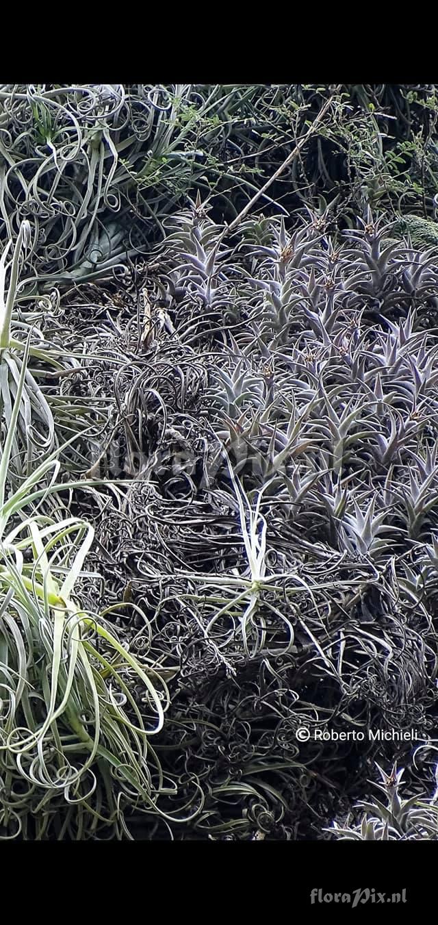 Tillandsia edithae