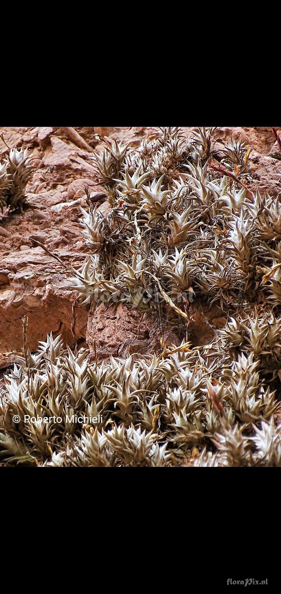 Tillandsia peiranoi