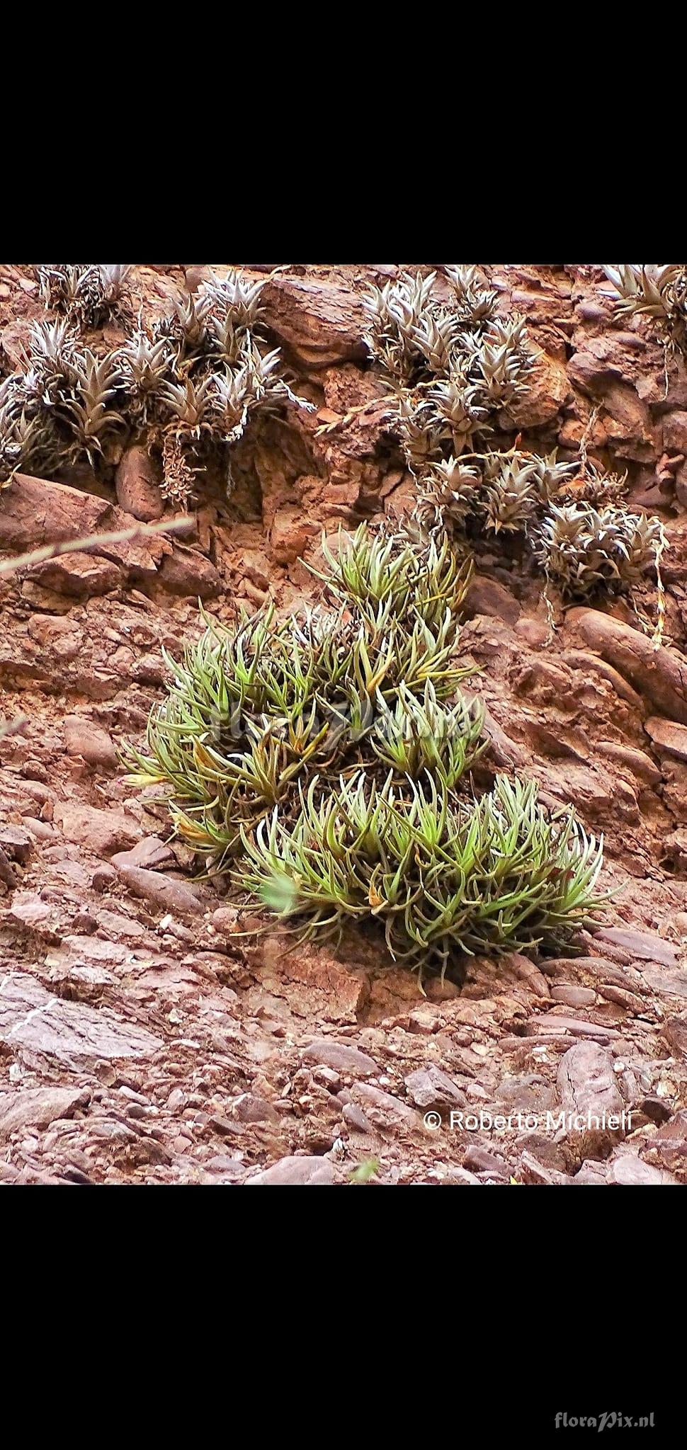 Tillandsia argentina