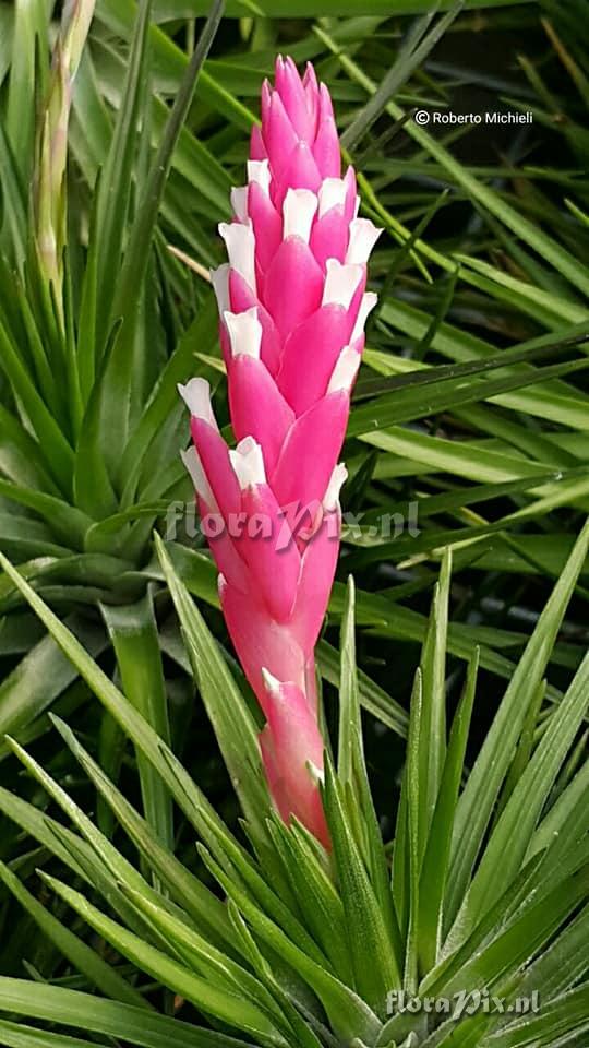 Tillandsia tenuifolia