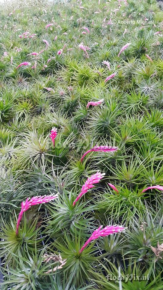 Tillandsia tenuifolia