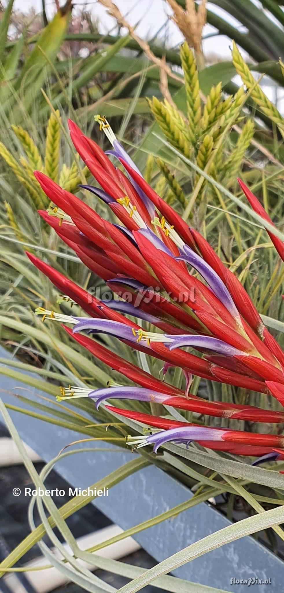 Tillandsia flagellata