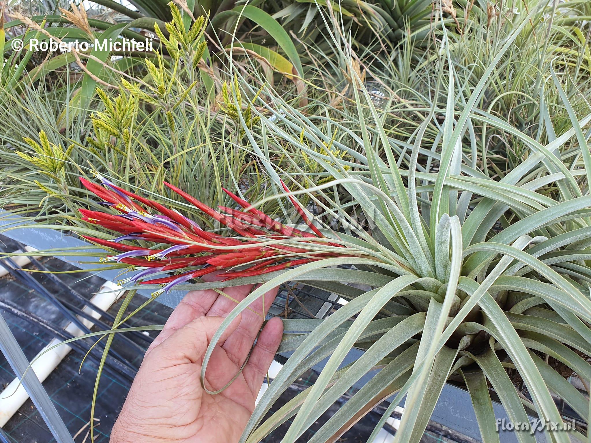 Tillandsia flagellata