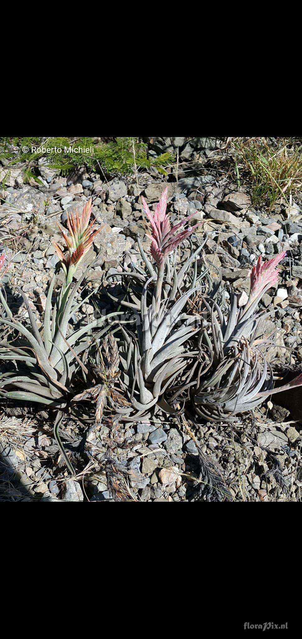 Tillandsia vernicosa