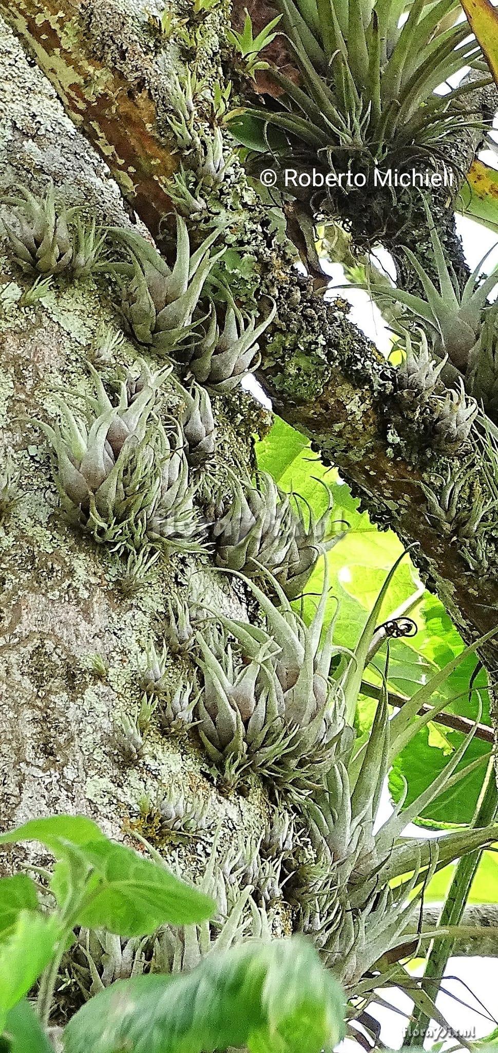 Tillandsia castaneobulbosa