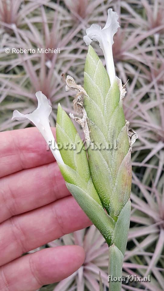 Tillandsia bermejoensis