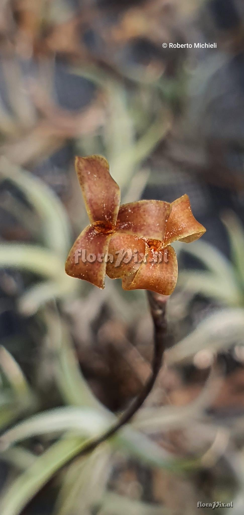 Tillandsia rectangula