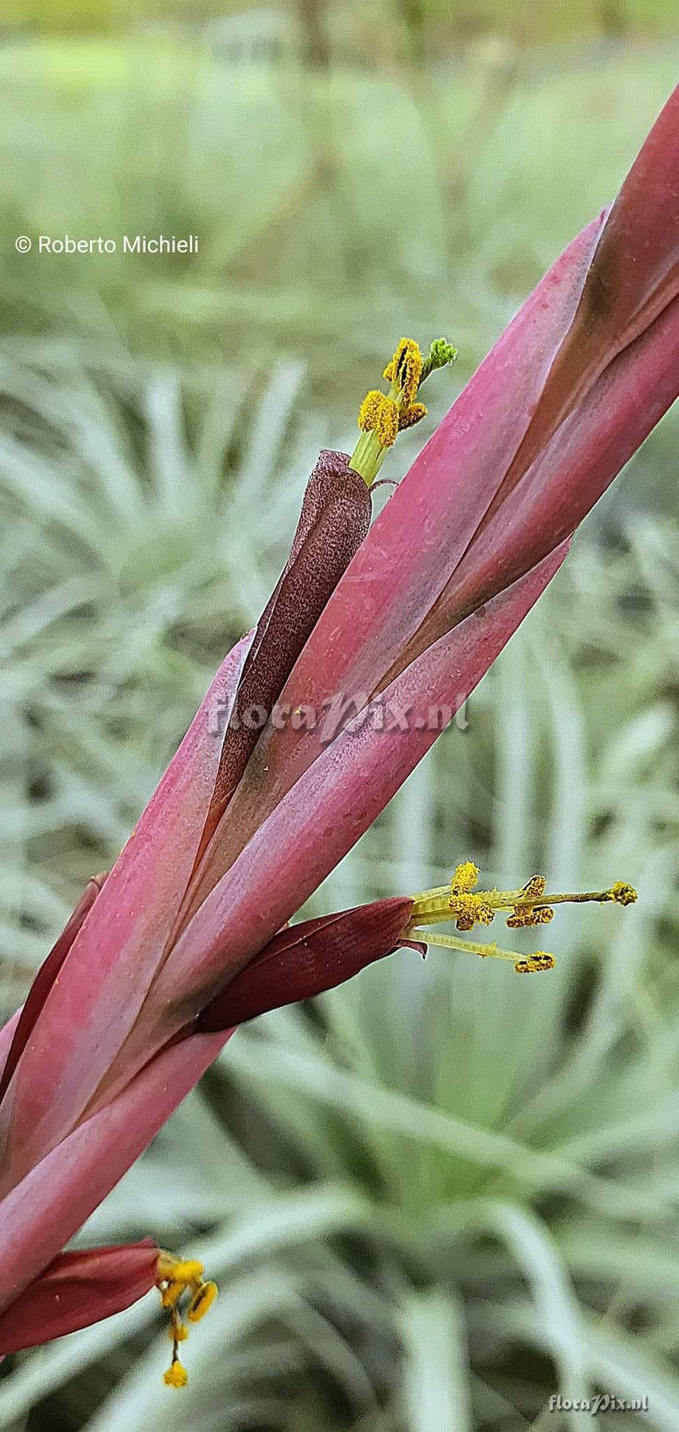 Tillandsia hitchcockiana