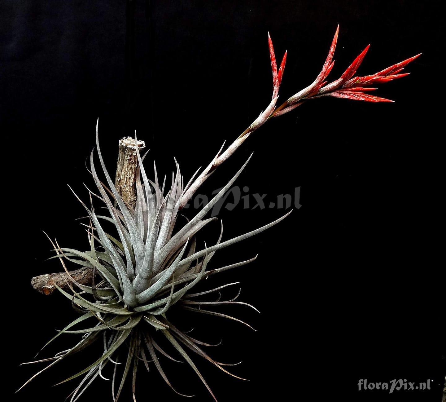 Tillandsia vernicosa