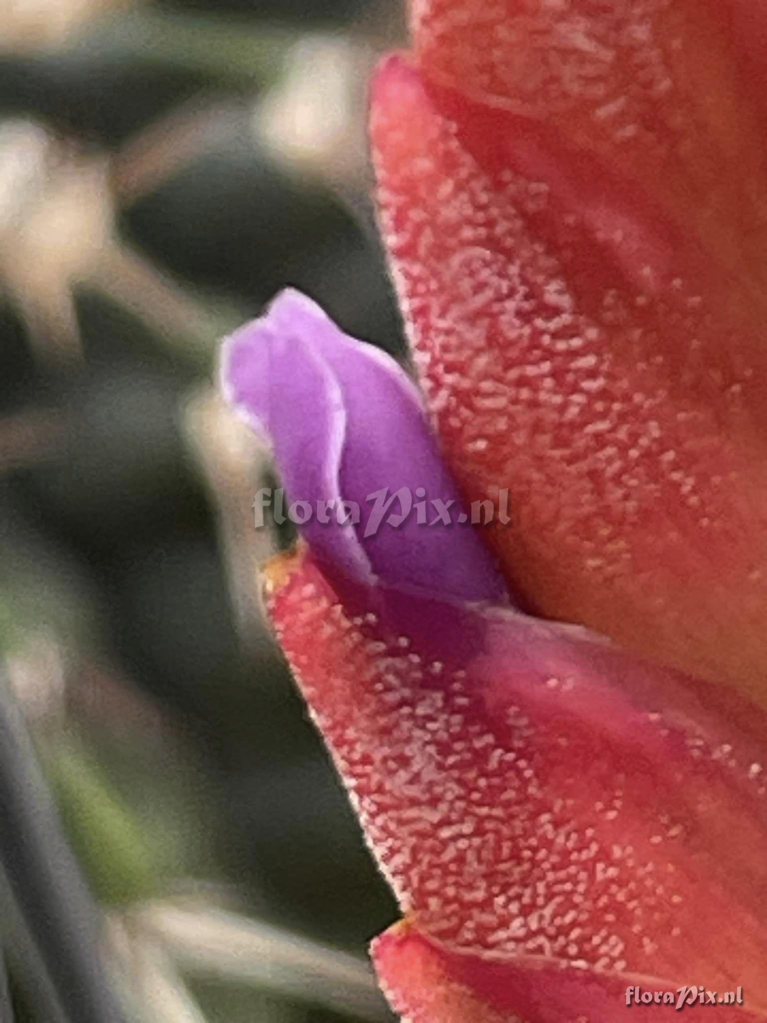 Tillandsia huarazensis