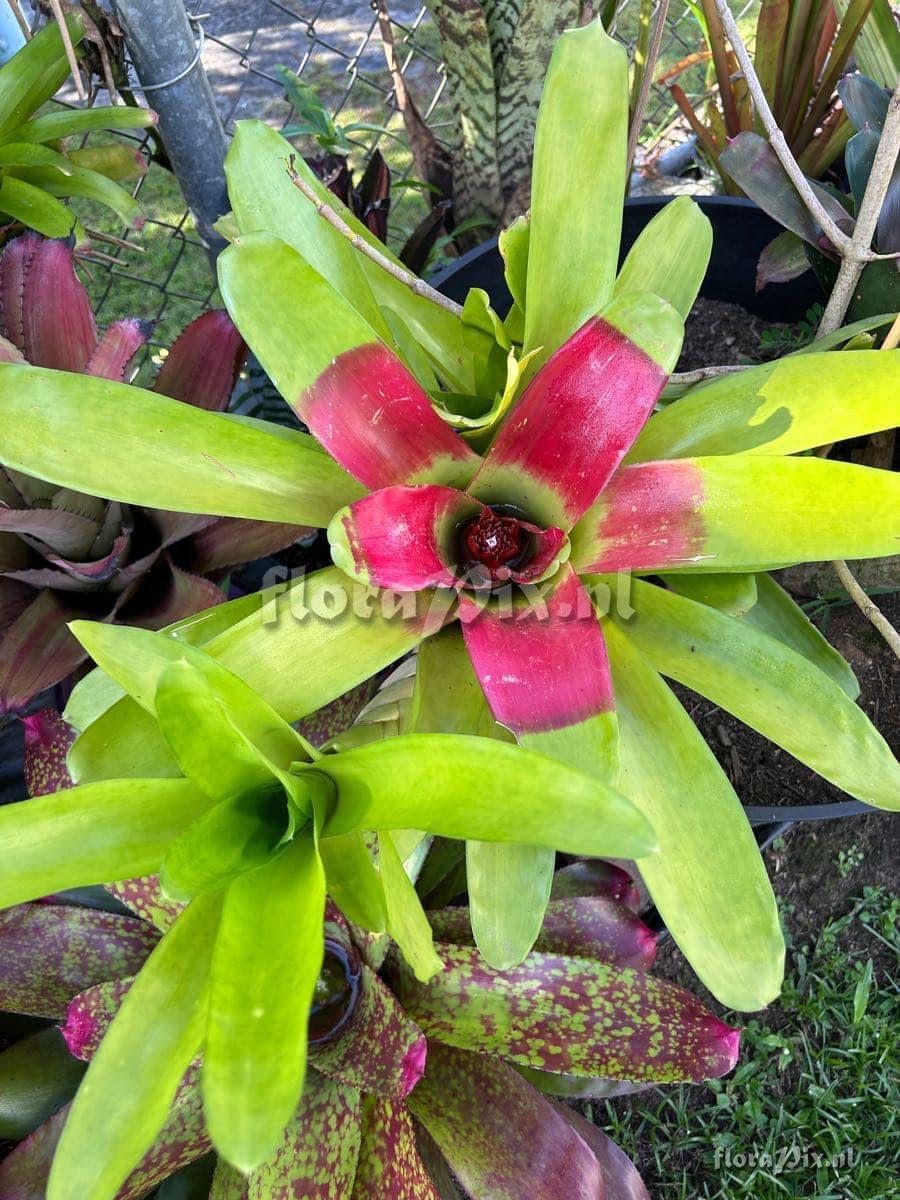 Neoregelia macwilliamsii