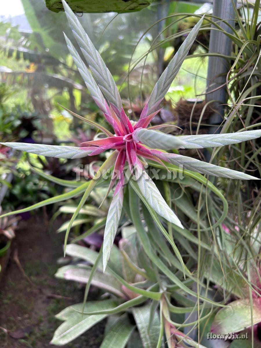 Tillandsia streptophylla